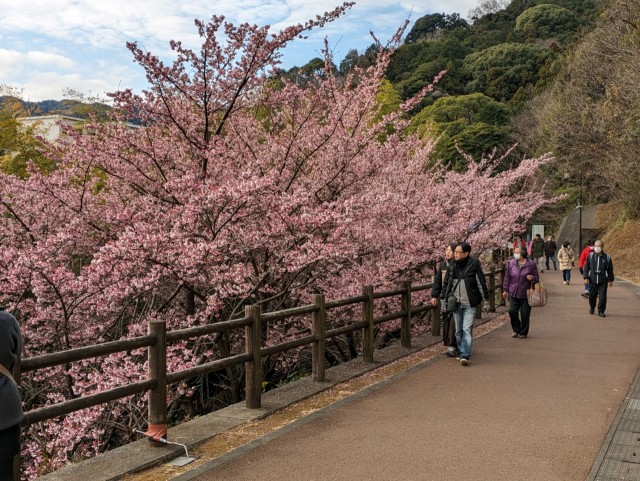 ほぼ満開のあたみ桜を眺める観光客＝熱海市下多賀