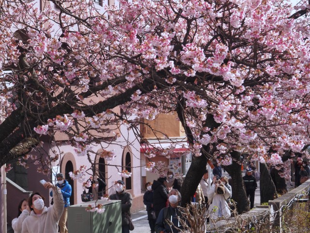 美しく咲くあたみ桜を楽しむ観光客＝熱海市銀座町の糸川遊歩道