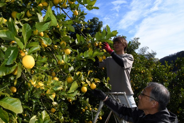 レモンを収穫する三枝農園の和義さん（手前）と巧さん。地域の先駆けで知られる＝伊東市鎌田