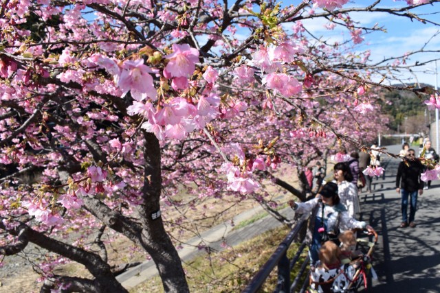 開花が進んだ河津桜を楽しむ花見客＝河津町笹原