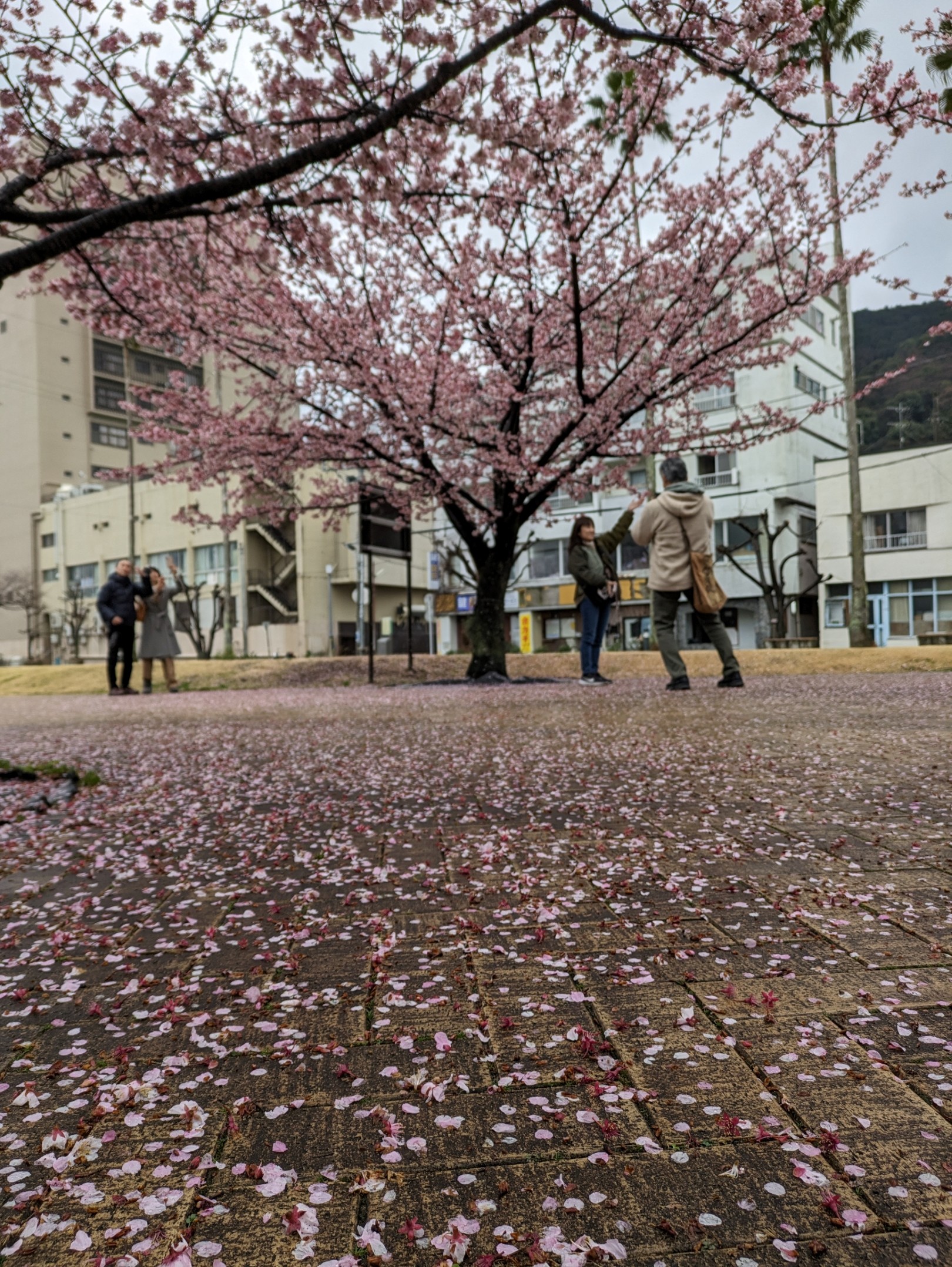 雨で散り、木の下をピンク色に彩ったあたみ桜の花びら＝熱海市渚町の渚小公園