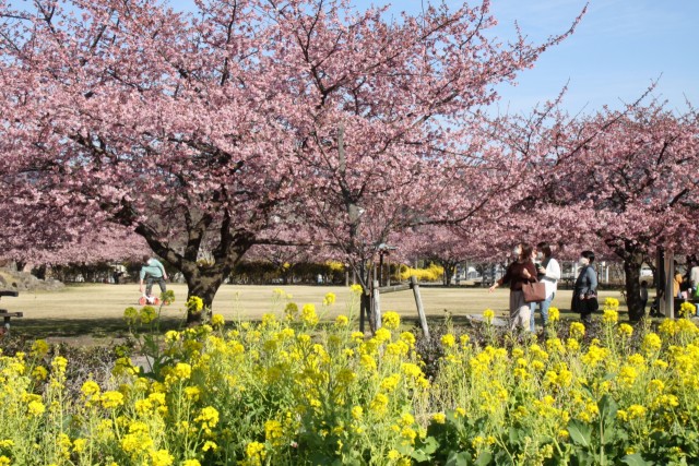 見頃を迎えた河津桜と菜の花＝伊豆の国市天野の狩野川リバーサイドパーク
