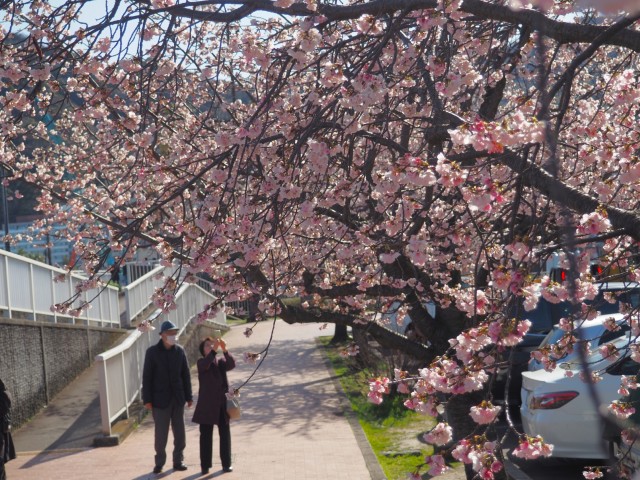 見頃が近づき、美しく咲く大寒桜＝熱海市渚町（２８日）