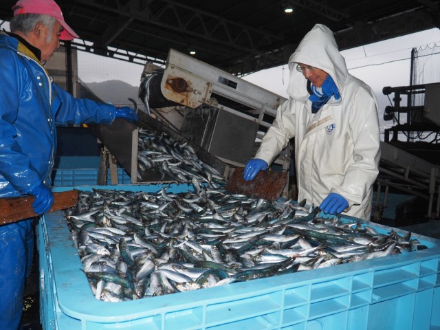 大漁のマイワシを選別する社員ら＝熱海市の網代港（２１日）