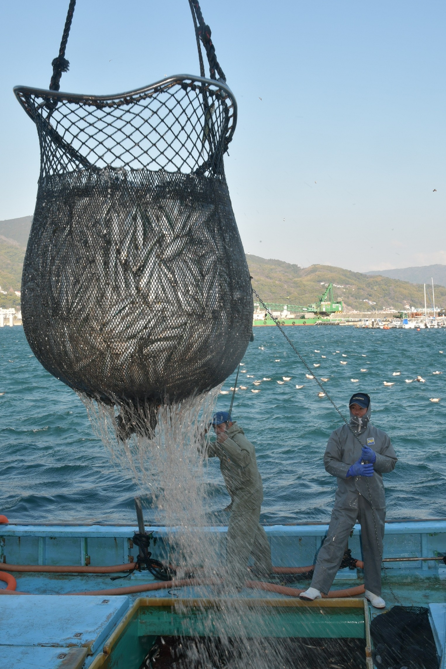 今季一番の大漁を記録したマイワシをクレーンで船から下ろす漁業者たち＝伊東市新井の伊東魚市場（４日）