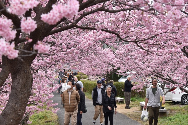 前年比２％増の２５万５千人が来場したみなみの桜と菜の花まつり＝南伊豆町下賀茂