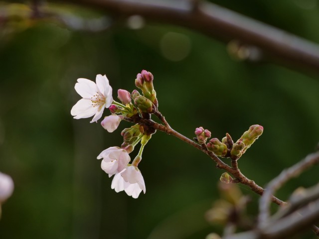 少しずつ開花が始まったソメイヨシノ＝伊東市八幡野の伊豆高原桜並木