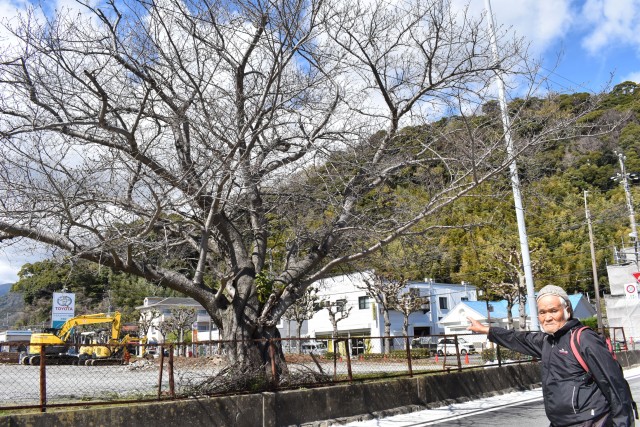 南中跡地に植わるソメイヨシノの大木を指さす森田さん＝河津町笹原