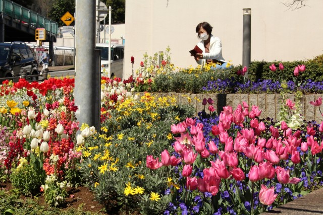 チューリップなどの花を撮影する通行人＝熱海市役所前花広場