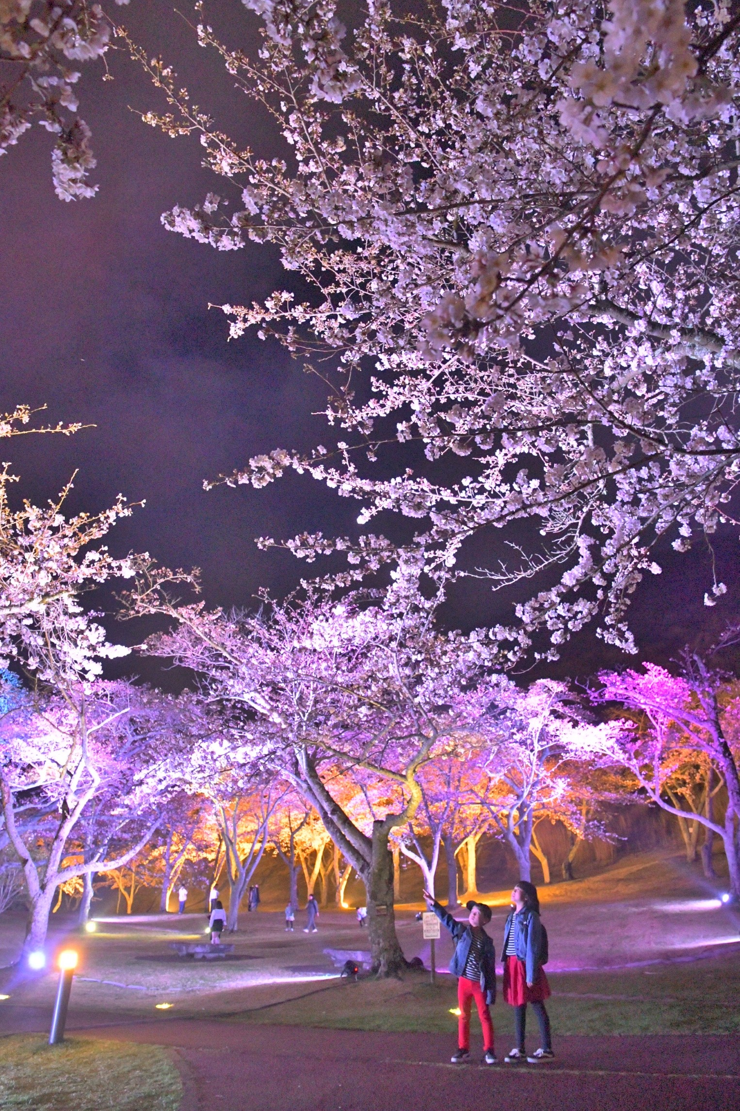 ライトアップされた幻想的な美しさで花見客を楽しませる桜＝伊東市のさくらの里