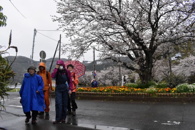桜やなまこ壁など町内の風景を楽しみながら歩く会員ら＝松崎町の桜田