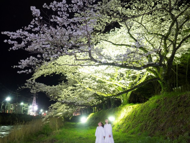 ライトアップされた桜を土手で観賞する子ども＝熱海市泉