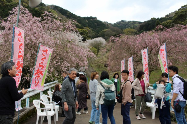 しだれ桜を見に訪れた来場者＝熱海市下多賀の中野かじかわ公園