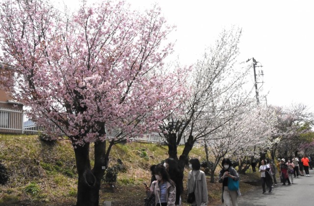 一般公開で桜の花を見ながら散策する来場者＝三島市の国立遺伝学研究所