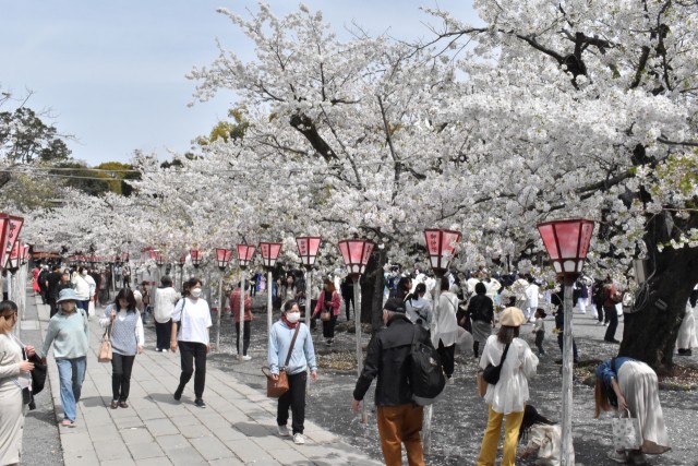 美しい桜が見頃を迎え多くの参拝者でにぎわう境内＝三島市の三嶋大社