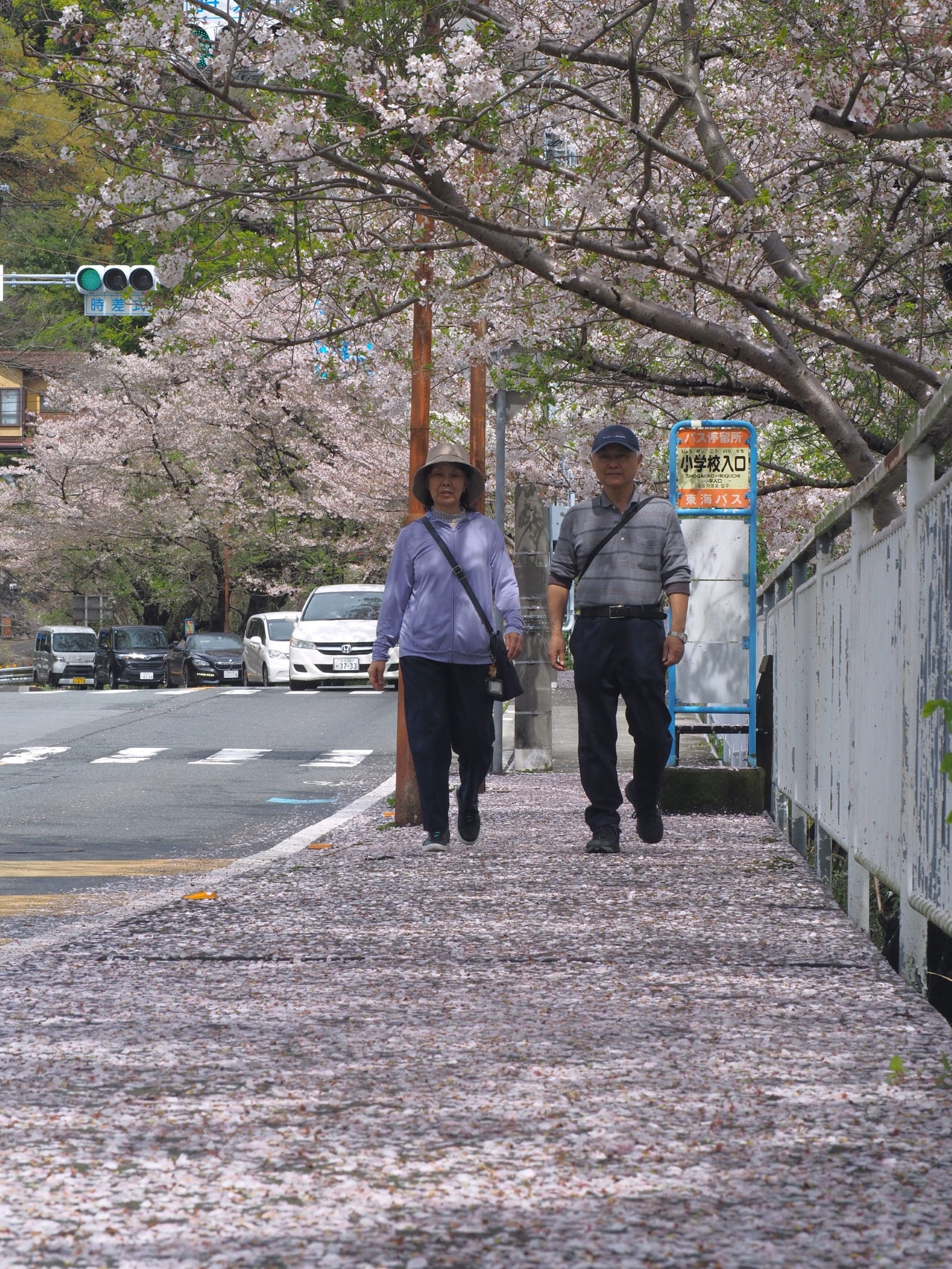 雨で散ったソメイヨシノの花びらが歩道を埋め尽くした＝熱海市伊豆山