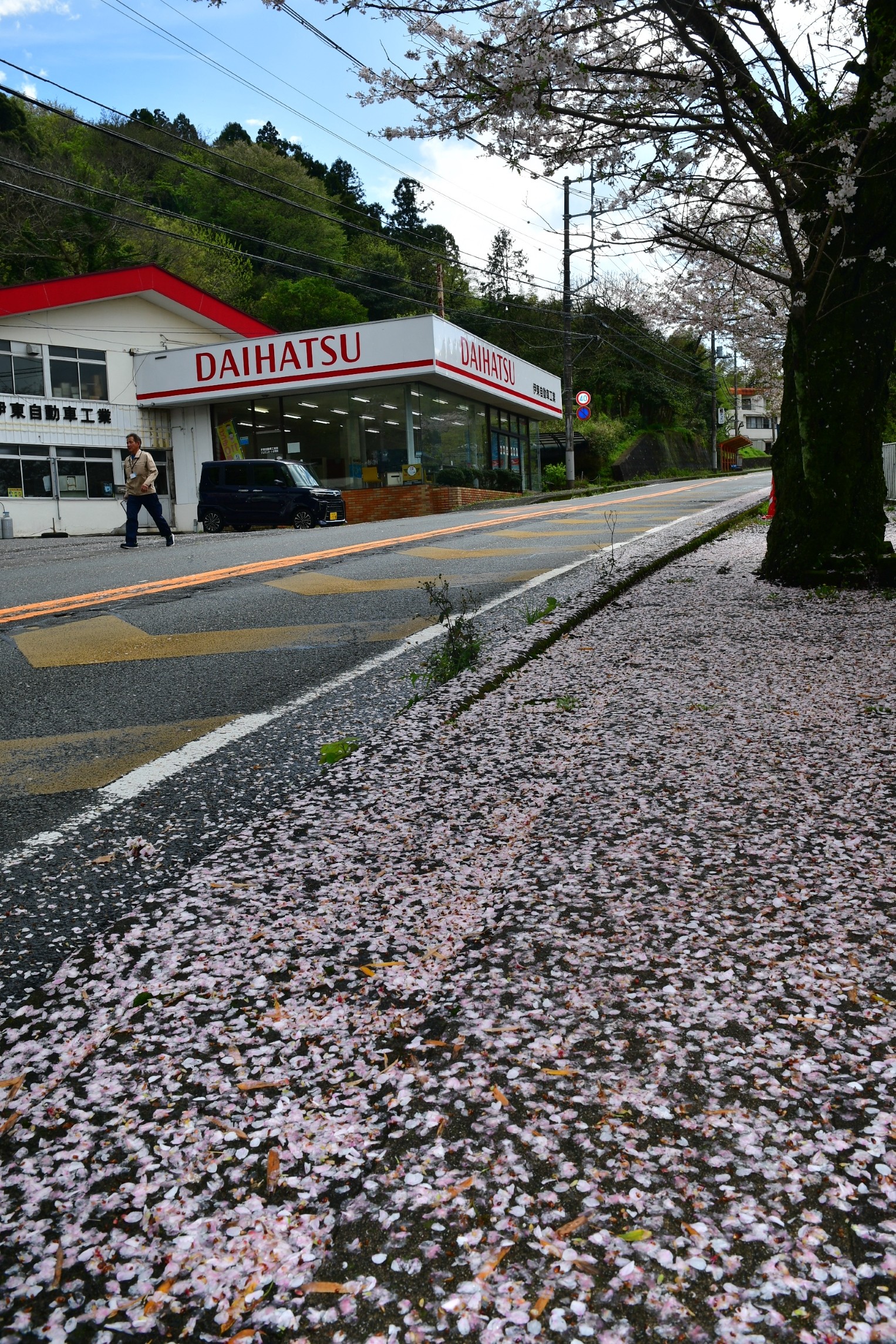 国道１３５号の歩道を白く埋め尽くした花びら＝伊東市玖須美元和田