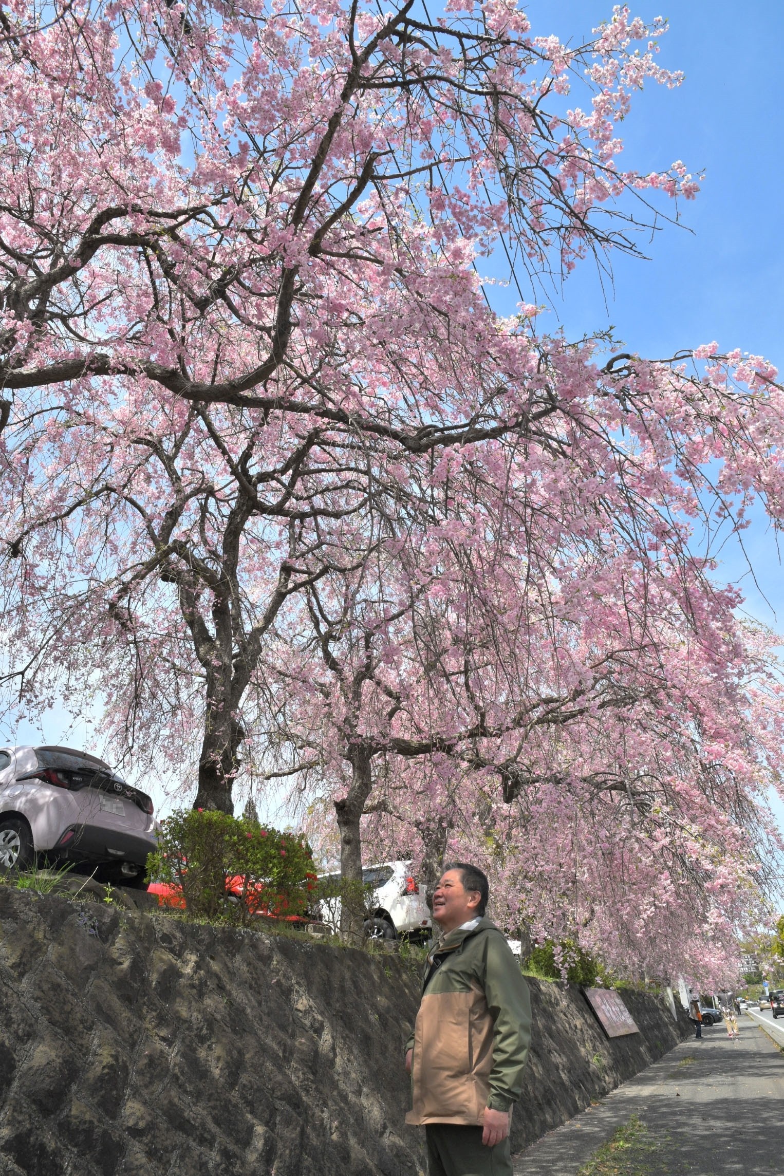 青空の下で見頃を迎えたしだれ桜＝伊東市富戸の神祇大社（写真の一部加工）