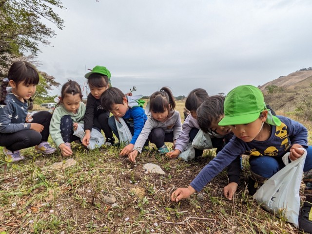 ワラビ採りを楽しむ園児たち＝東伊豆町稲取の細野高原