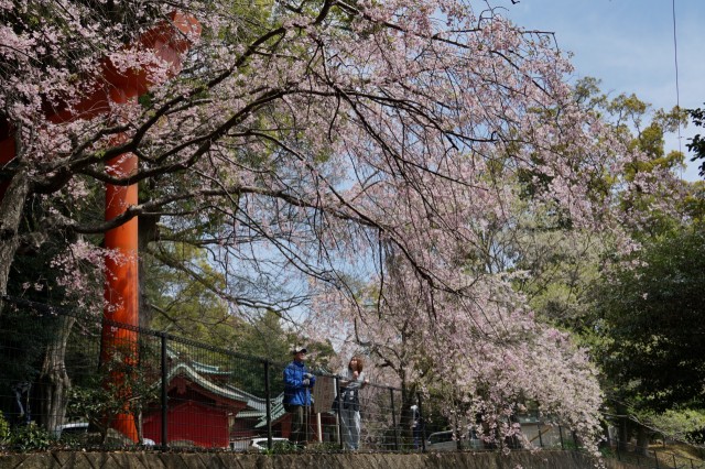 見頃を迎えている境内のしだれ桜＝熱海市の伊豆山神社