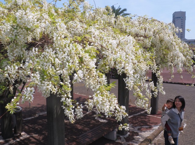 美しく咲き誇り、甘い香りを漂わせるフジの花＝熱海市和田浜南町のサンレモ公園