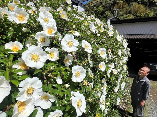 稲葉さんが丹精し、今年も美しく咲いたナニワイバラ＝下田市蓮台寺の稲葉さん方