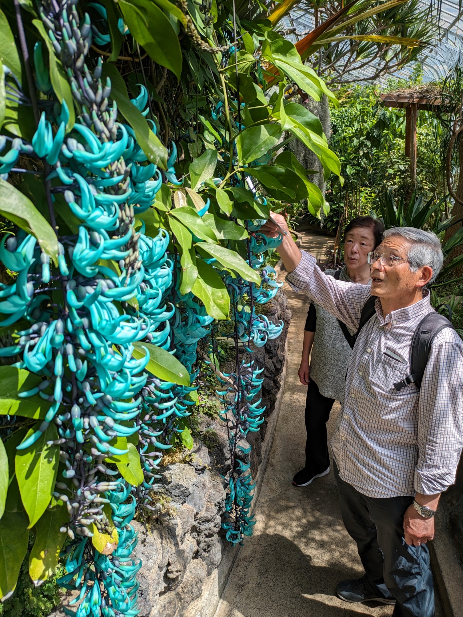 鮮やかな翡翠色で来園者の目を引くジェードバイン＝東伊豆町の熱川バナナワニ園