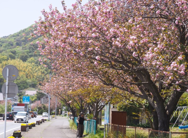開花が進み、桜の季節の最後を彩る八重桜＝熱海市上多賀