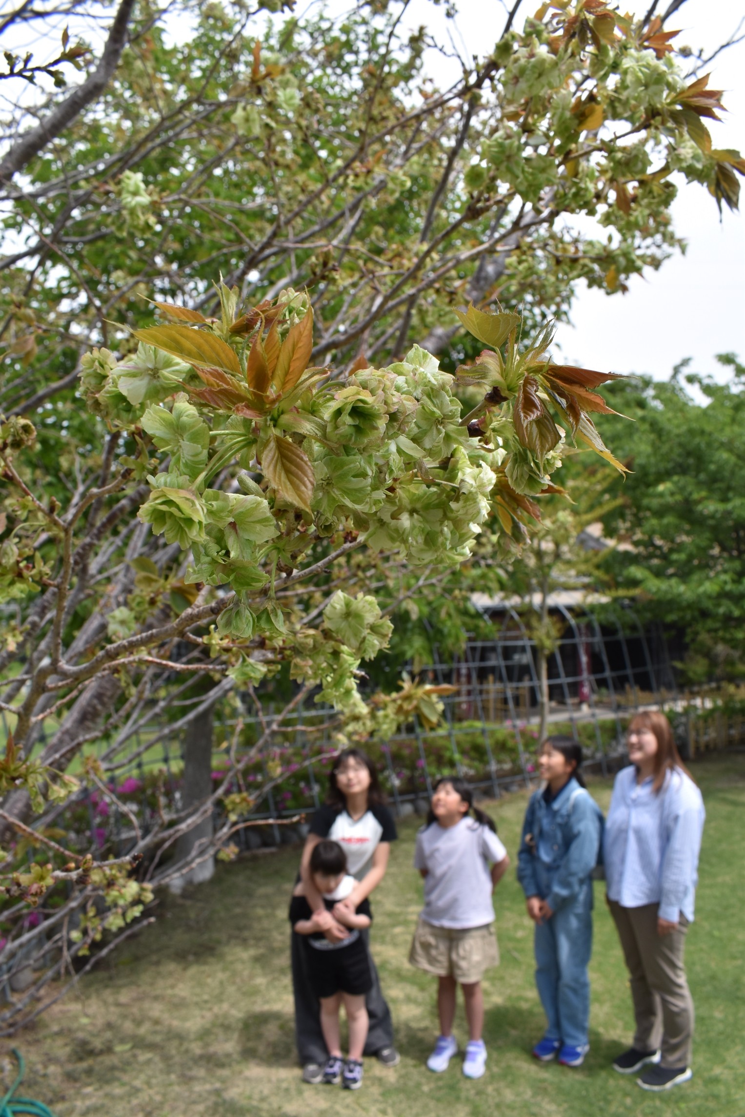 緑色の花を咲かせた御衣黄＝東伊豆町稲取の文化公園